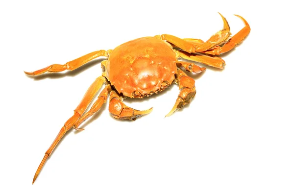 Krab op een witte achtergrond — Stockfoto