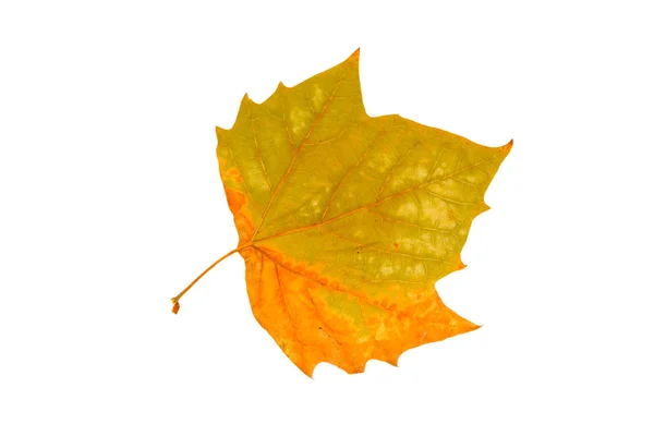 Leaf — Stock Photo, Image