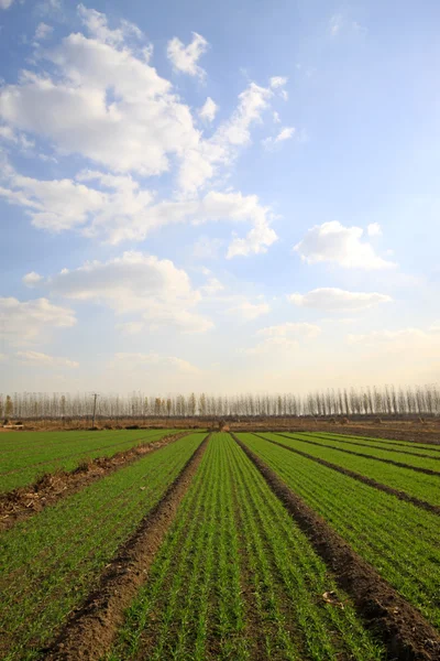 Tarweveld onder de blauwe hemel — Stockfoto