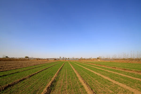 Campo de trigo sob o céu azul — Fotografia de Stock