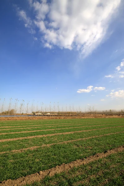 Pšeničné pole pod modrou oblohou — Stock fotografie
