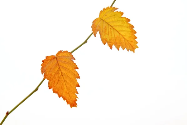 Yellow leaves — Stock Photo, Image