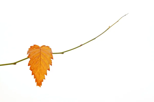 Yellow leaves — Stock Photo, Image