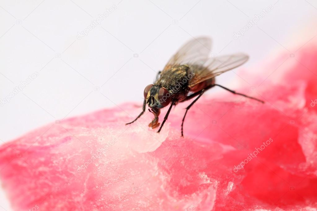 closeup of flies