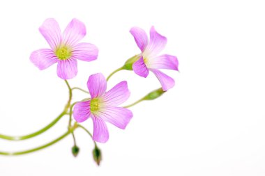 Oxalis corniculata çiçek