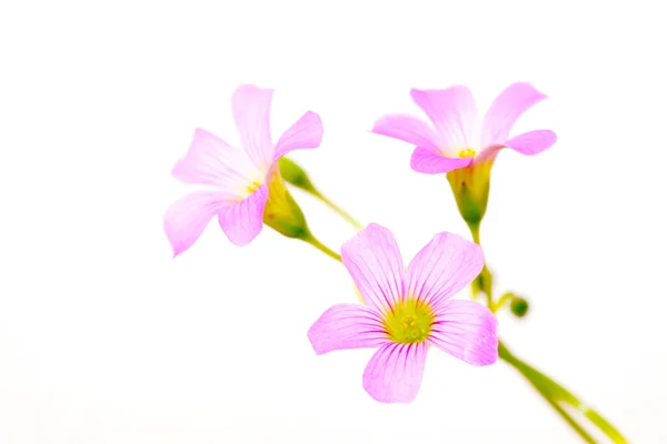 Oxalis corniculata kwiaty — Zdjęcie stockowe
