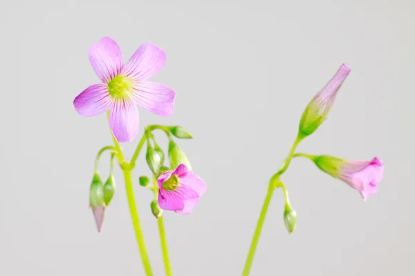 Oxalis corniculata Blüten — Stockfoto