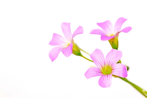 Oxalis corniculata flowers — Stock Photo, Image