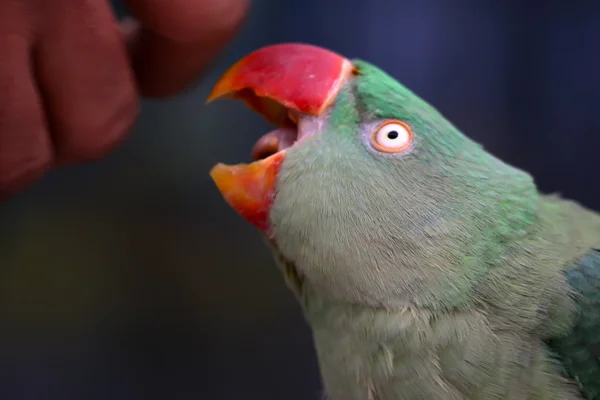 Pappagallo — Foto Stock