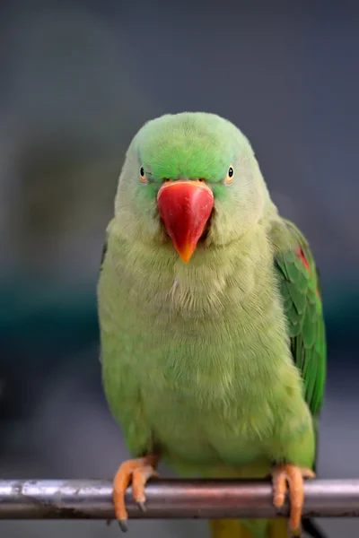 Parrot — Stock Photo, Image