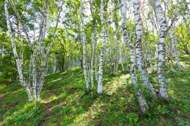 white birch forest landscape clipart