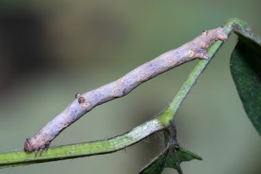 Ceometrid