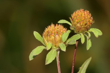 eclipta prostrata