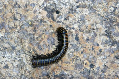 prospirobolussonbaharda sincap