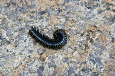 prospirobolussonbaharda sincap