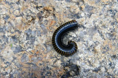 prospirobolussonbaharda sincap