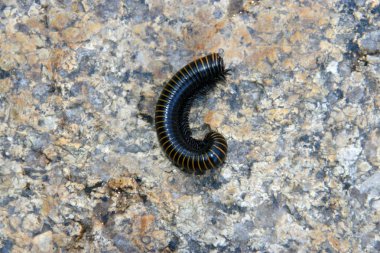 prospirobolussonbaharda sincap