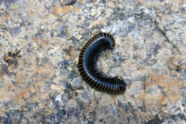 prospirobolussonbaharda sincap