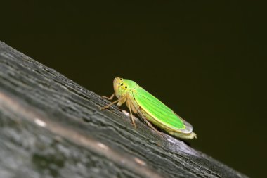 Leafhopper
