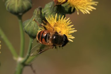 syrphidae