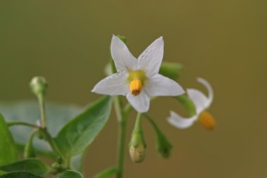 Solanum nigrum