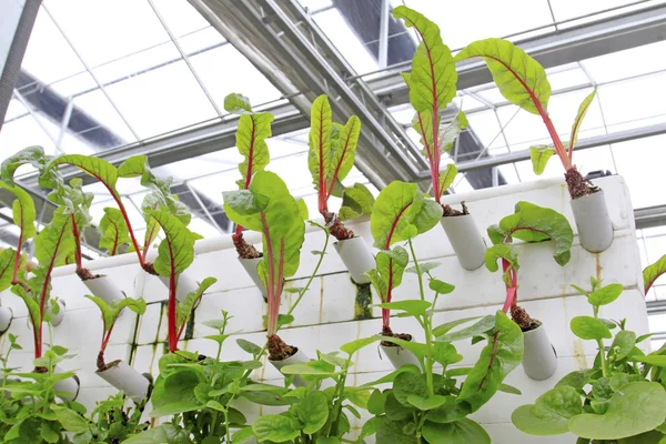 Soilless cultivation vegetables — Stock Photo, Image