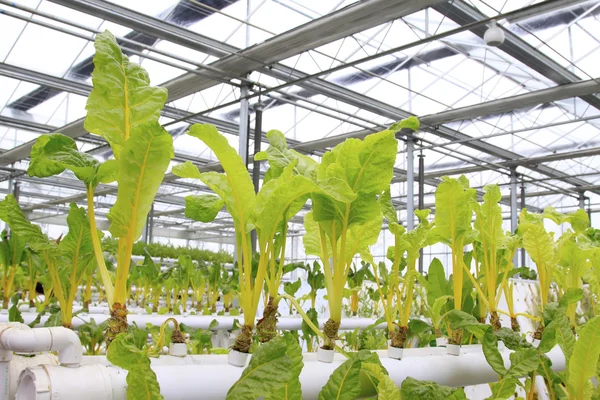 養液栽培野菜 — ストック写真