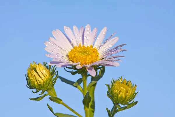 Vilda blommor — Stockfoto