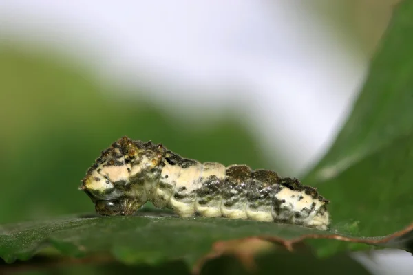 Insecten larven — Stockfoto