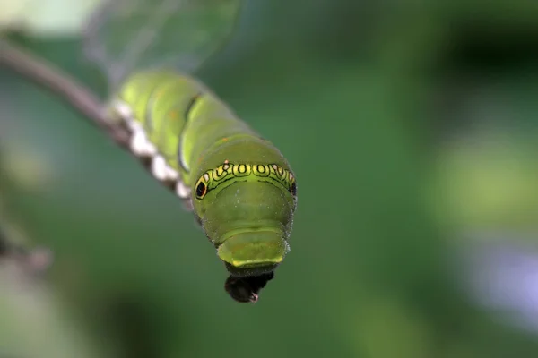 Insecten larven — Stockfoto