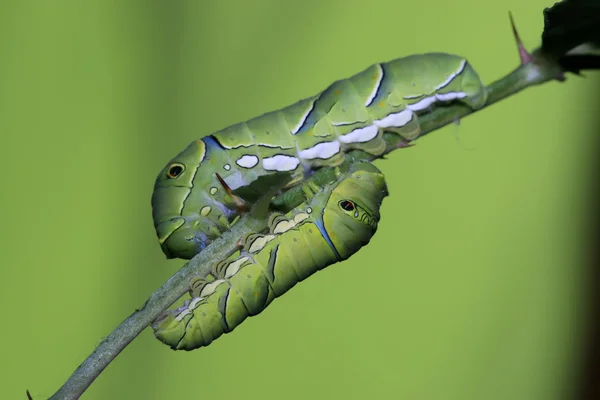 Insects larvae — Stock Photo, Image