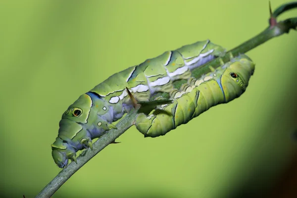 Insects larvae — Stock Photo, Image