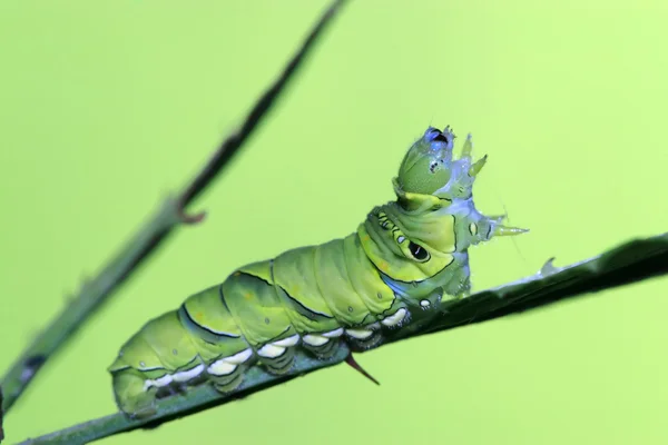 Insecten larven — Stockfoto