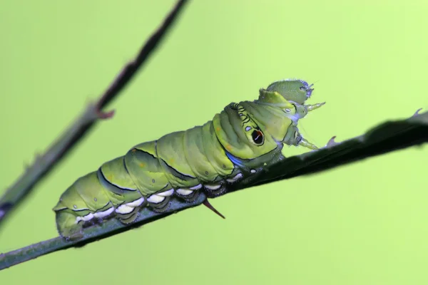 곤충 애벌레 — 스톡 사진