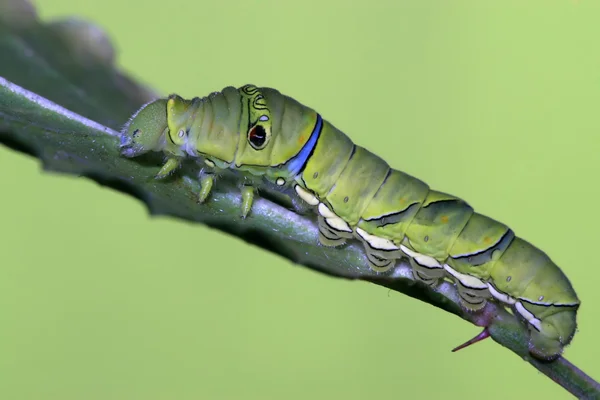 Insecten larven — Stockfoto