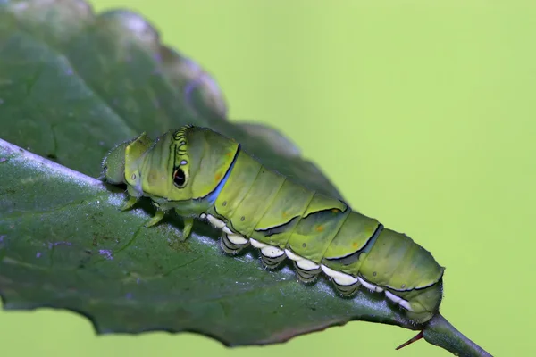 Larvas de insectos — Foto de Stock