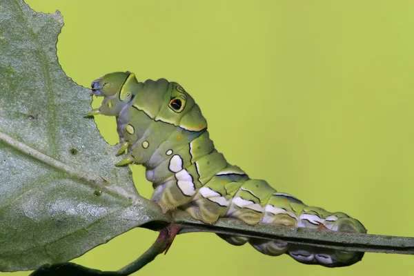 Böcek larvası — Stok fotoğraf