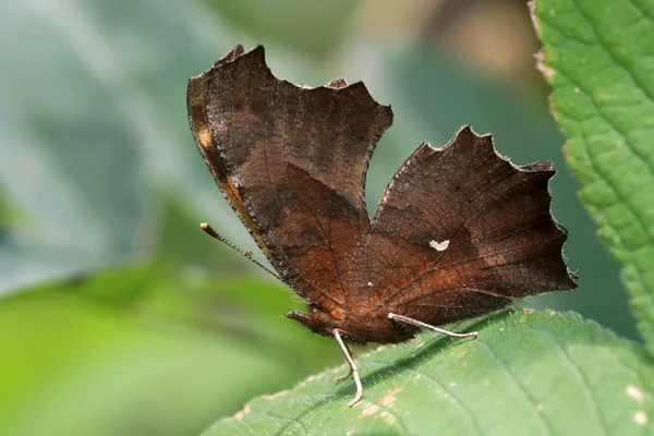 Farfalla — Foto Stock