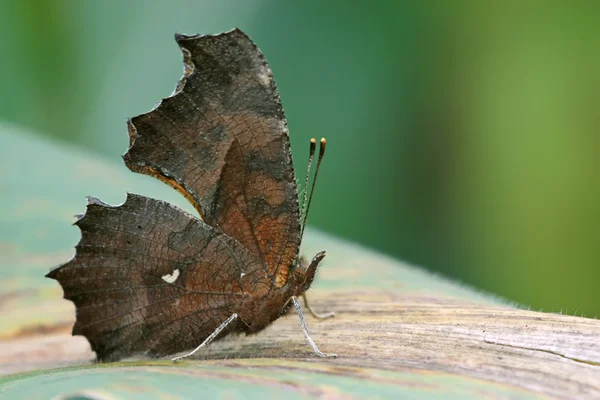 Butterfly — Stock Photo, Image