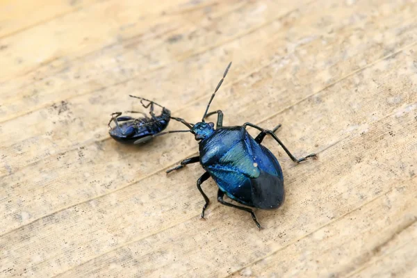 Stinkbug — стоковое фото