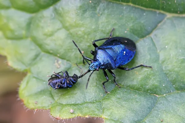 Stinkbug — стоковое фото