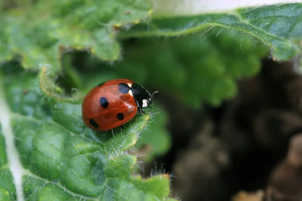 Lieveheersbeestje — Stockfoto