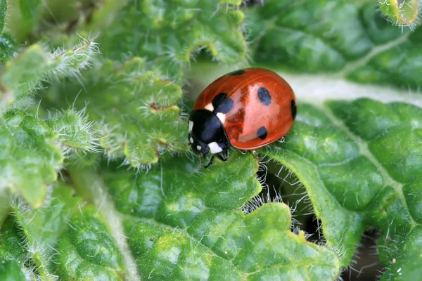 Coccinelle — Photo