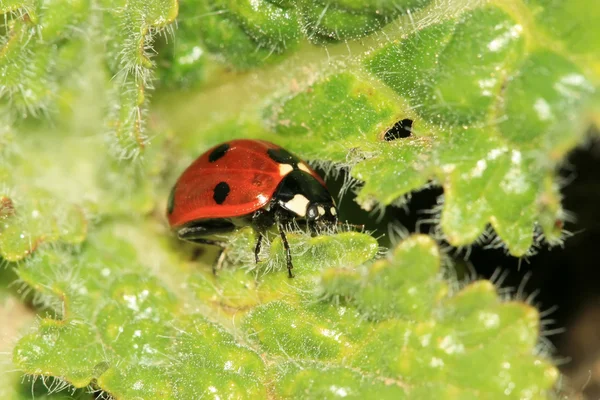 Ladybug — Stock Photo, Image