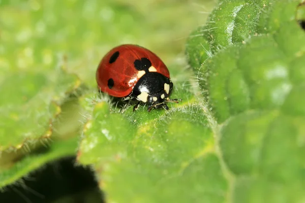 Coccinella — Foto Stock