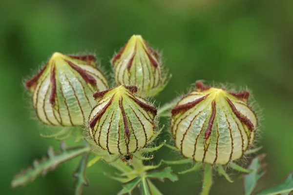 Wild bud — Stockfoto