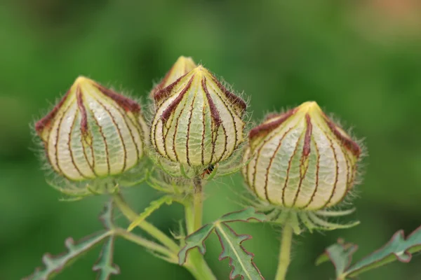 Divoké bud — Stock fotografie