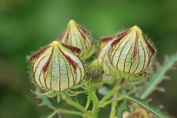 Divoké bud — Stock fotografie