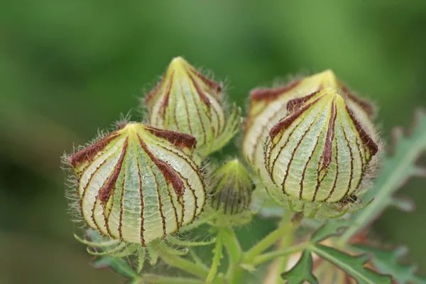 Wild bud — Stock Photo, Image