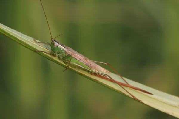 Insekten — Stockfoto